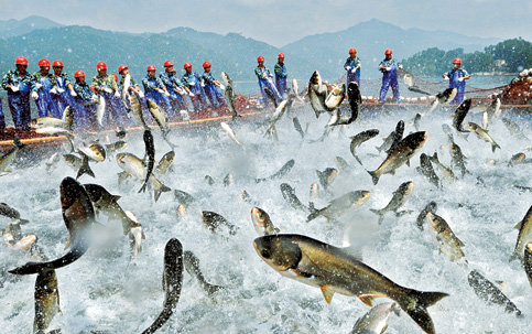 arrastao peixes